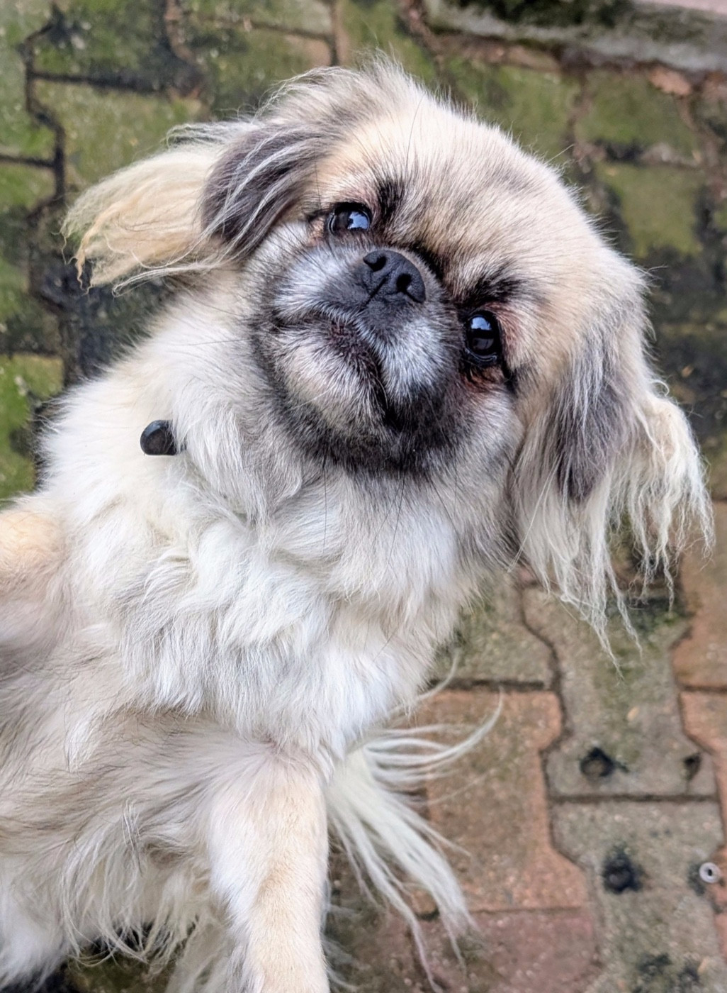 tora  D'un Amour Plein Les Yeux